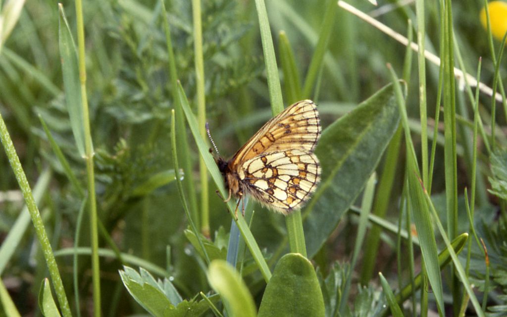 Alcune specie che non ho trovato in galleria